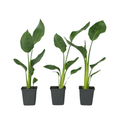 Bird of Paradise - 3 pcs. - Strelitzia reginea - Height 25-40cm - ⌀9cm