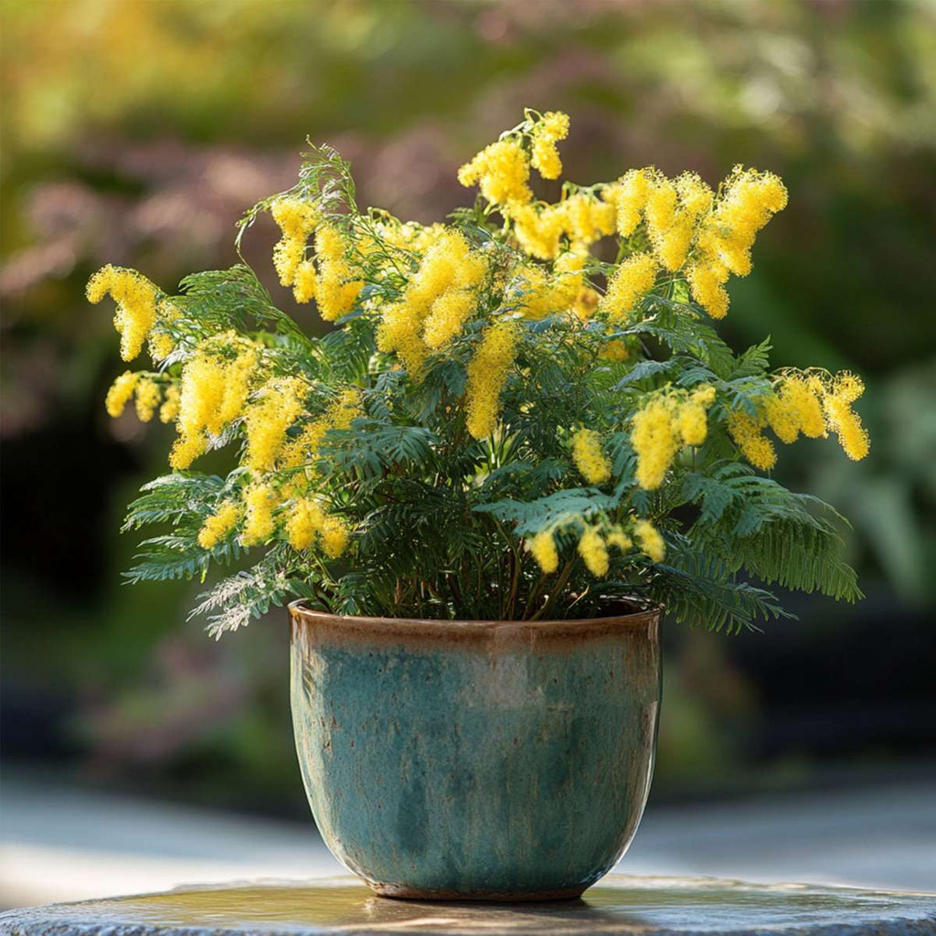 Yellow Mimosa - 6 pcs. - Mimosa dealbata - Height 25-40cm - ⌀9cm
