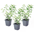 Blue potato bush - 3 pcs. - Lycianthes rantonnetii - Height 25-40cm - ⌀9cm