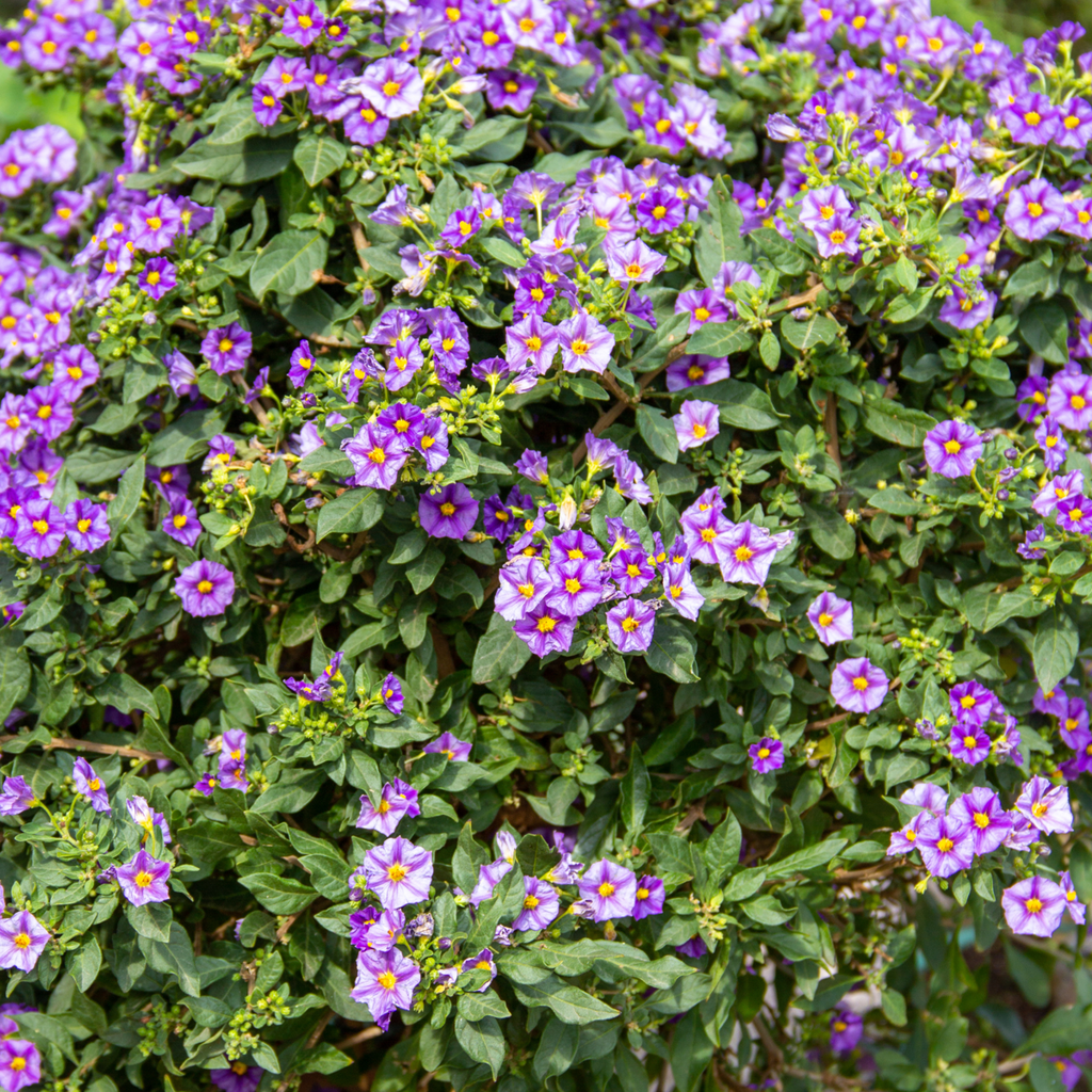 Blue potato bush - 3 pcs. - Lycianthes rantonnetii - Height 25-40cm - ⌀9cm