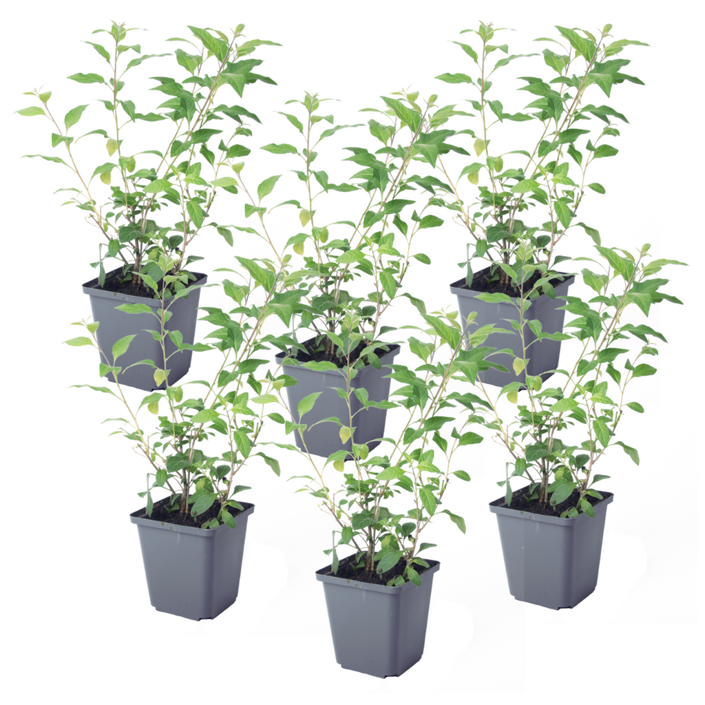 Blue potato bush - 6 pcs. - Lycianthes rantonnetii - Height 25-40cm - ⌀9cm