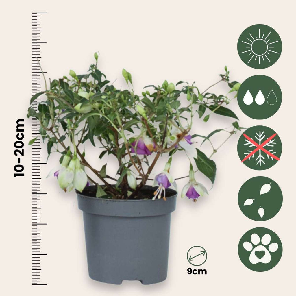 Humming-bird fuchsia - 3 pcs. - Fuchsia magellanica - Height 10-20cm - ⌀9cm