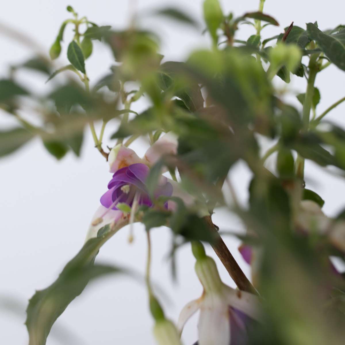 Humming-bird fuchsia - 6 pcs. - Fuchsia magellanica - Height 10-20cm - ⌀9cm