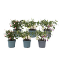 Humming-bird fuchsia - 6 pcs. - Fuchsia magellanica - Height 10-20cm - ⌀9cm