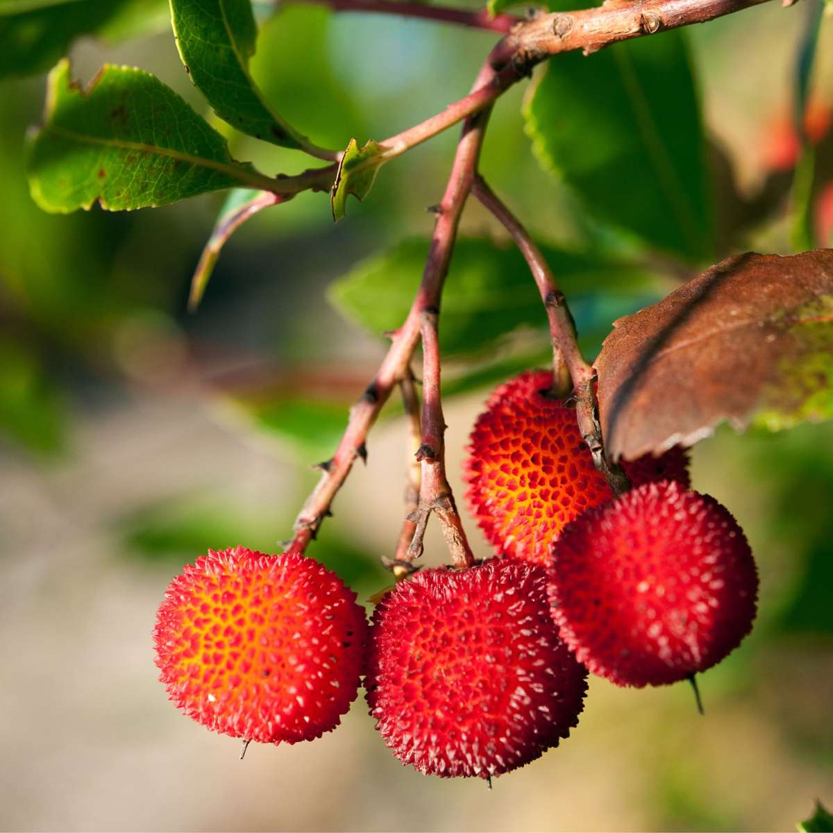 Strawberry tree - 3 pcs. - Arbutus 'Unedo' - Height 25-40cm - ⌀9cm