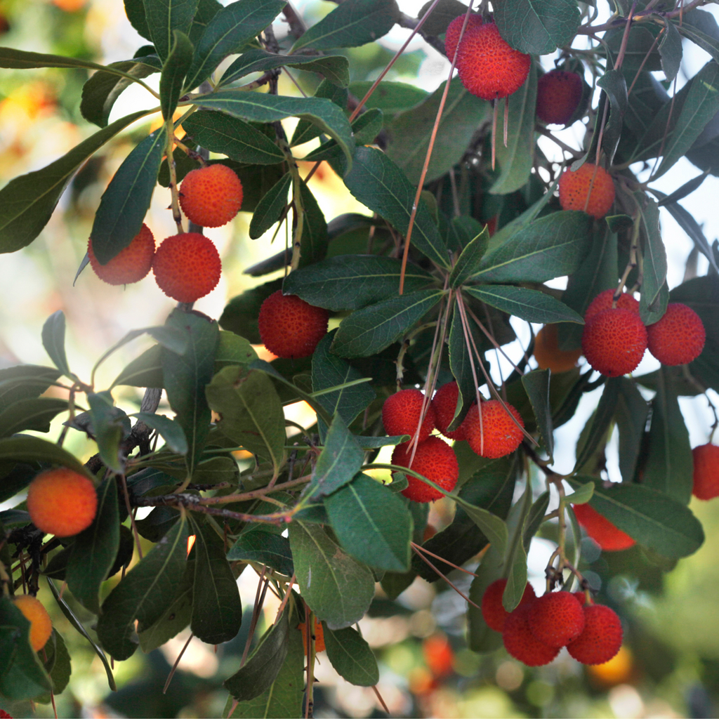 Strawberry tree - 6 pcs. - Arbutus 'Unedo' - Height 25-40cm - ⌀9cm