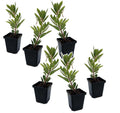 Strawberry tree - 6 pcs. - Arbutus 'Unedo' - Height 25-40cm - ⌀9cm
