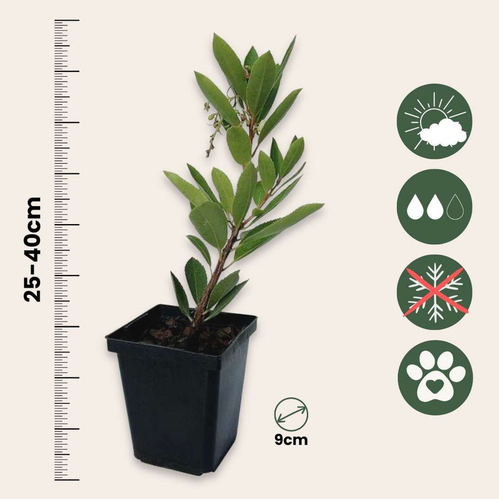 Strawberry tree - 6 pcs. - Arbutus 'Unedo' - Height 25-40cm - ⌀9cm