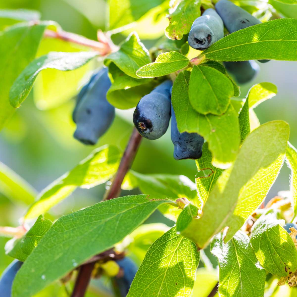 Haskap Berry - 3 pcs. - Lonicera kamtchatica - Height 25-40cm - ⌀9cm