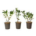 Haskap Berry - 3 pcs. - Lonicera kamtchatica - Height 25-40cm - ⌀9cm