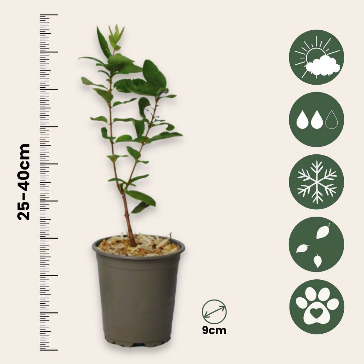 Haskap Berry - 3 pcs. - Lonicera kamtchatica - Height 25-40cm - ⌀9cm