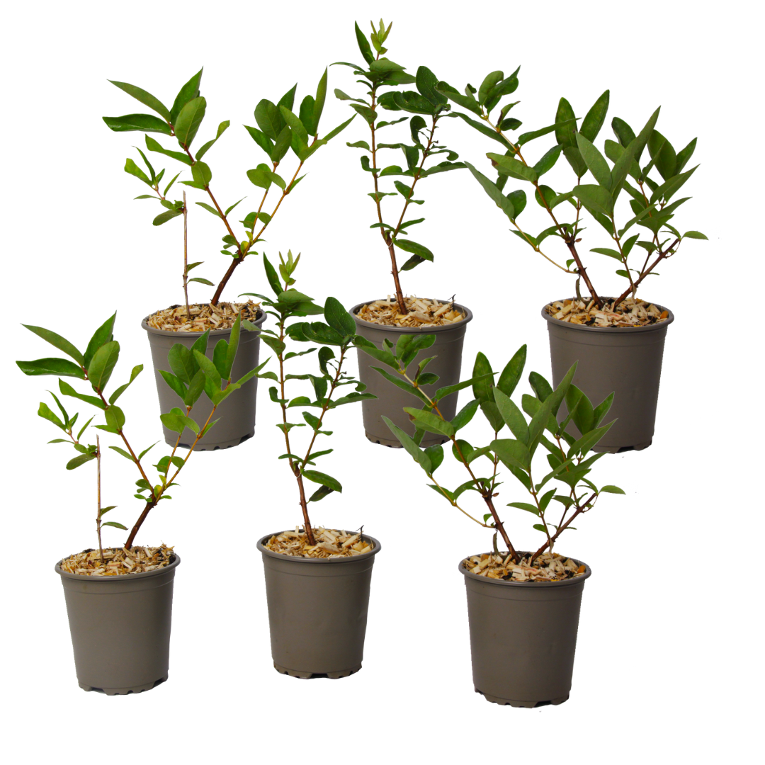Haskap Berry - 6 pcs. - Lonicera kamtchatica - Height 25-40cm - ⌀9cm