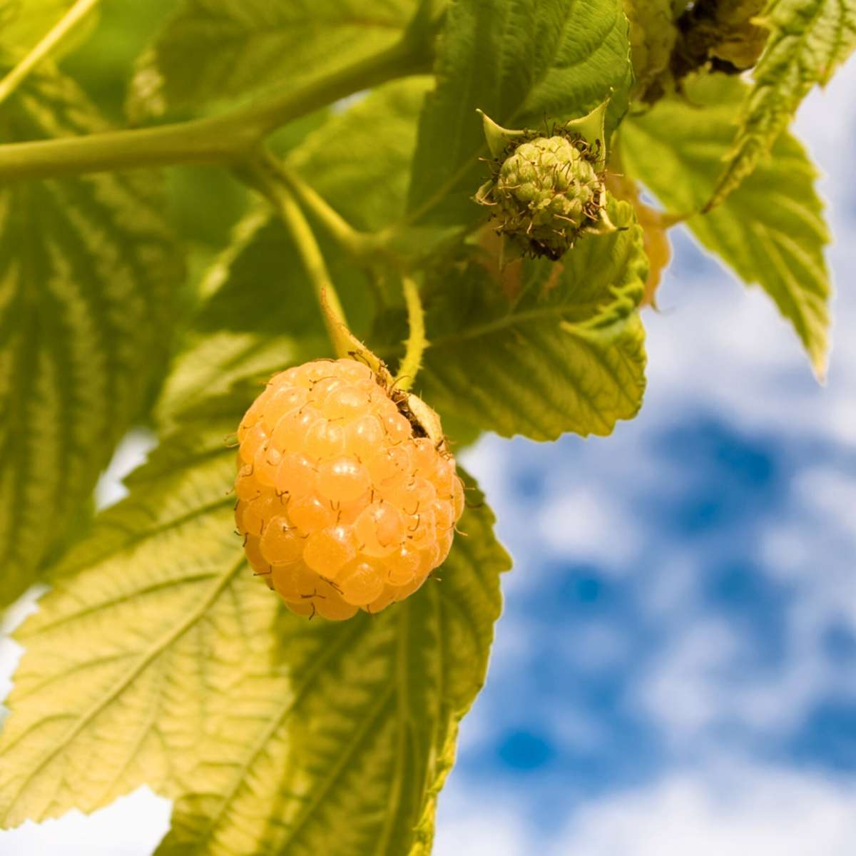 Wild Raspberry - 3 pcs. - Rubus idaeus 'Fallgold' - Height 25-40cm - ⌀9cm