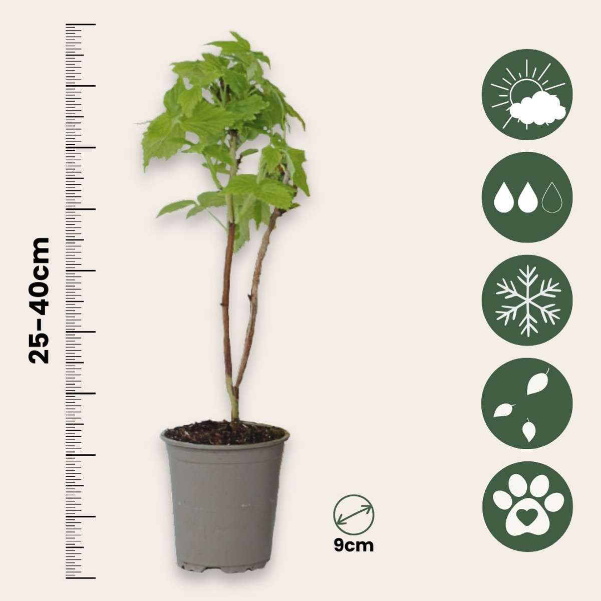 Wild Raspberry - 6 pcs. - Rubus idaeus 'Fallgold' - Height 25-40cm - ⌀9cm