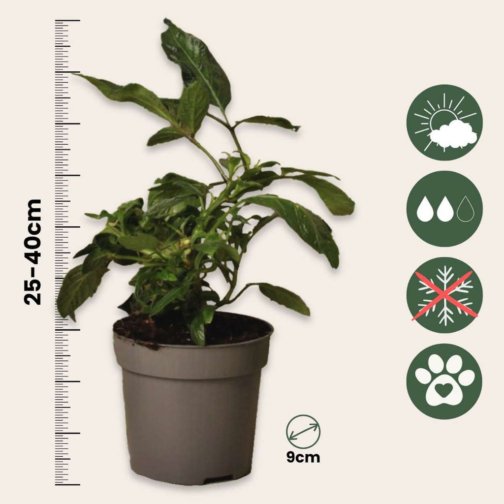 Pepino melon - 3 pcs. - Solanum Muricatum 'Pepino gold' - Height 25-40cm - ⌀9cm