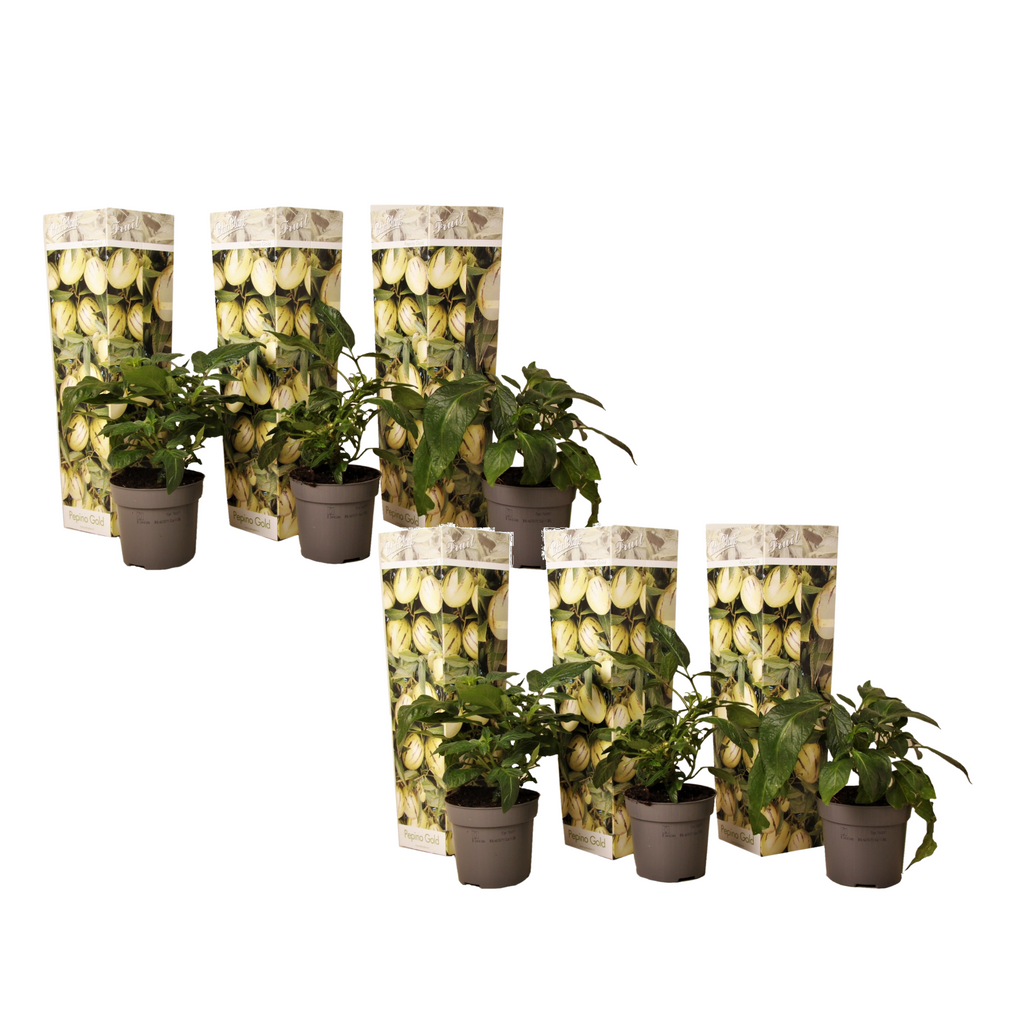 Pepino melon - 6 pcs. - Solanum Muricatum 'Pepino gold' - Height 25-40cm - ⌀9cm