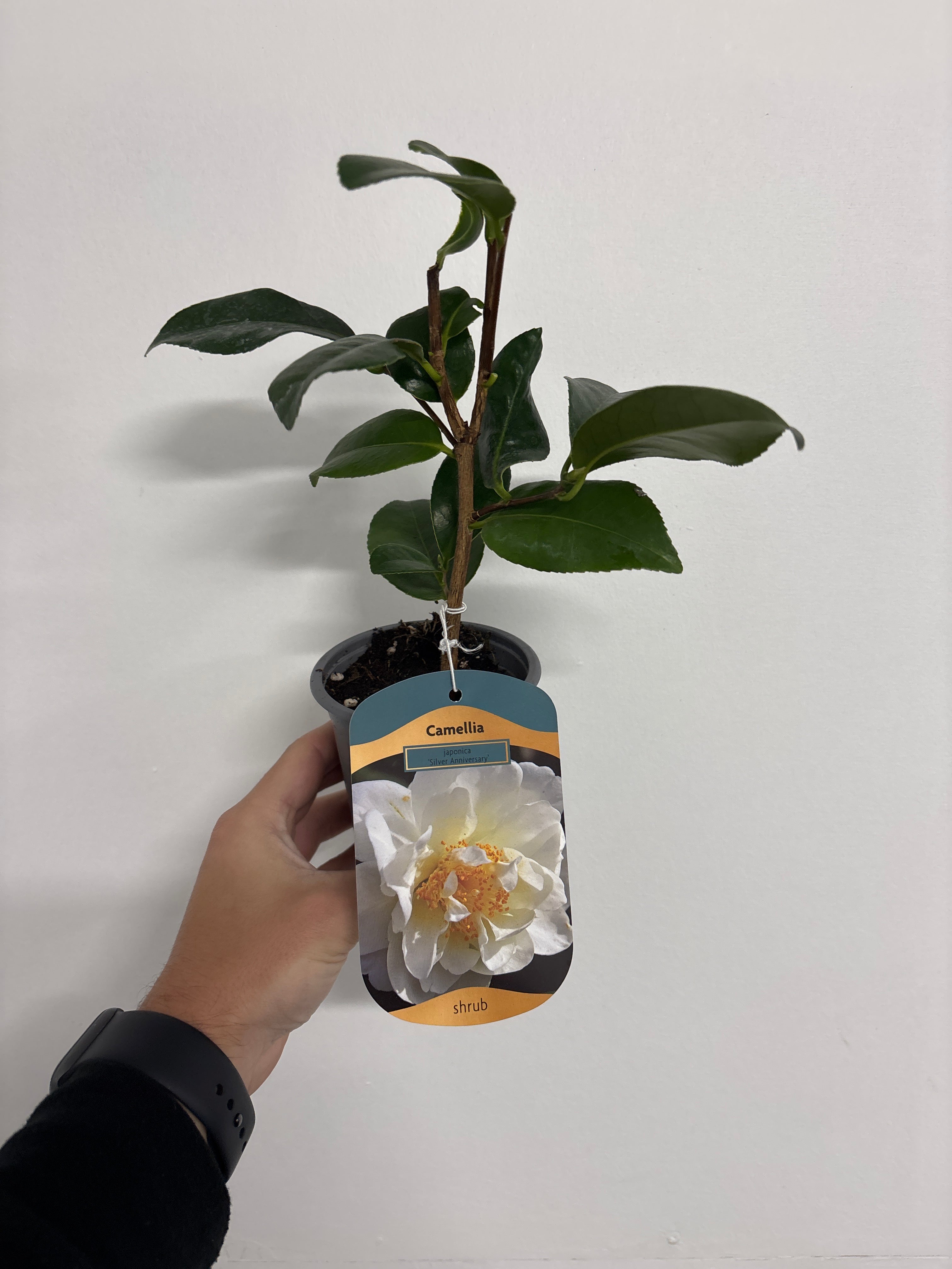 Camellia japonica 'Silver Anniversary' 9cm/3L