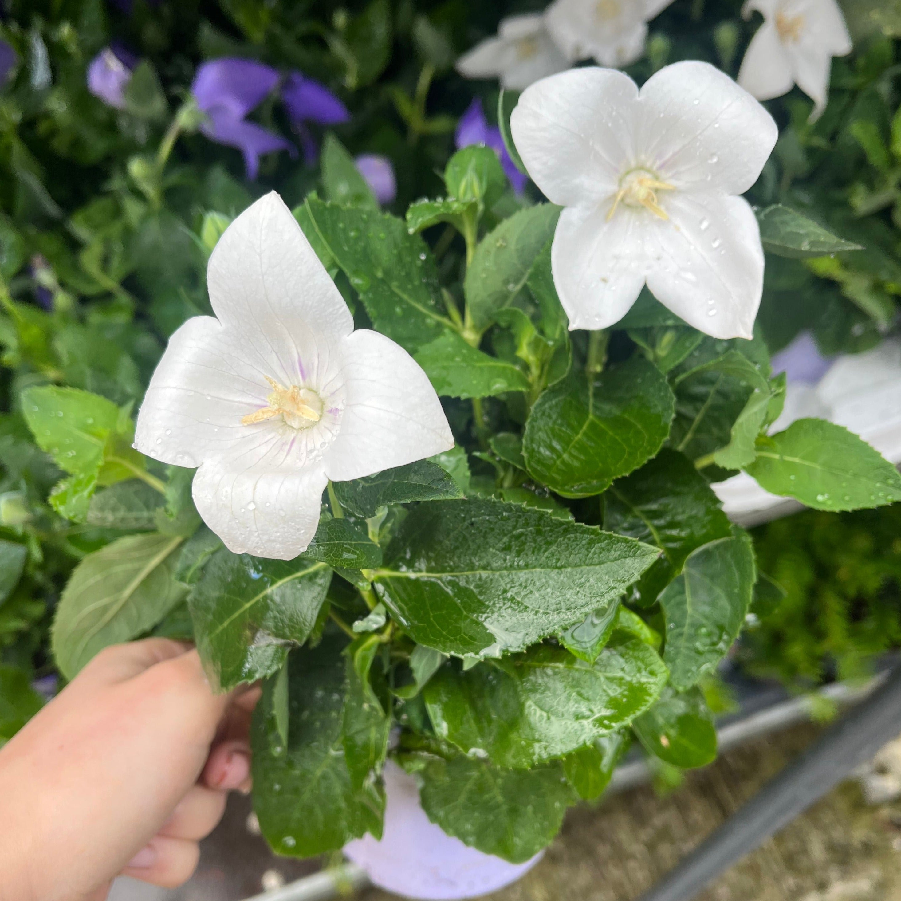 Platycodon White 9cm