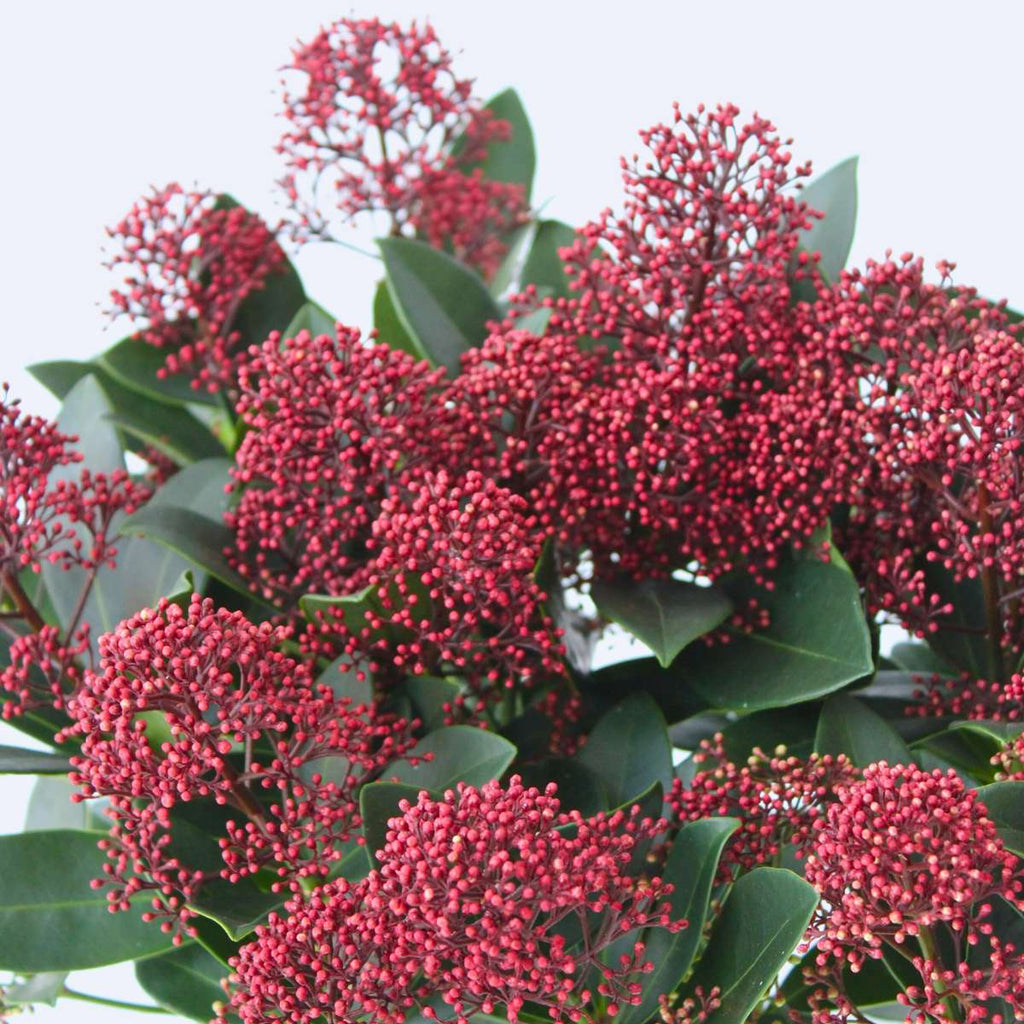 Japanese skimmia - 2 pcs. - Skimmia japonica 'Rubella' - Height 35-45cm - ⌀15cm