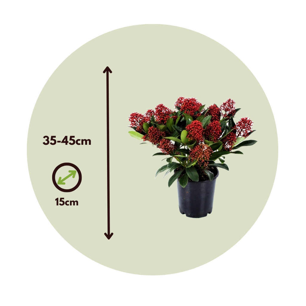 Japanese skimmia - 2 pcs. - Skimmia japonica 'Rubella' - Height 35-45cm - ⌀15cm