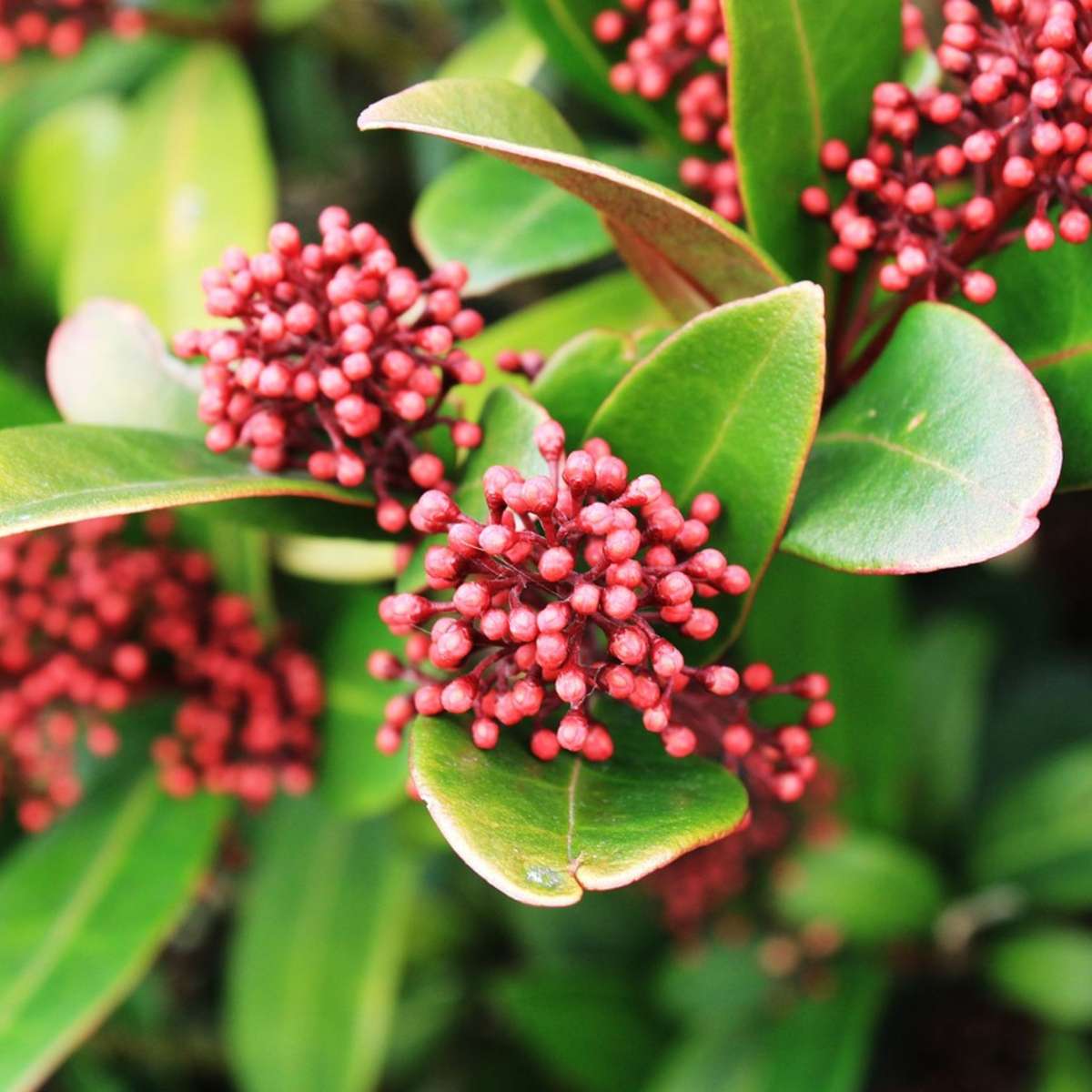 Japanese skimmia - 4 pcs. - Skimmia japonica 'Rubella' - Height 35-45cm - ⌀15cm
