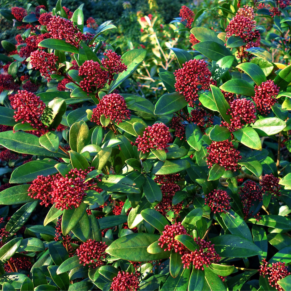 Japanese skimmia - 4 pcs. - Skimmia japonica 'Rubella' - Height 35-45cm - ⌀15cm