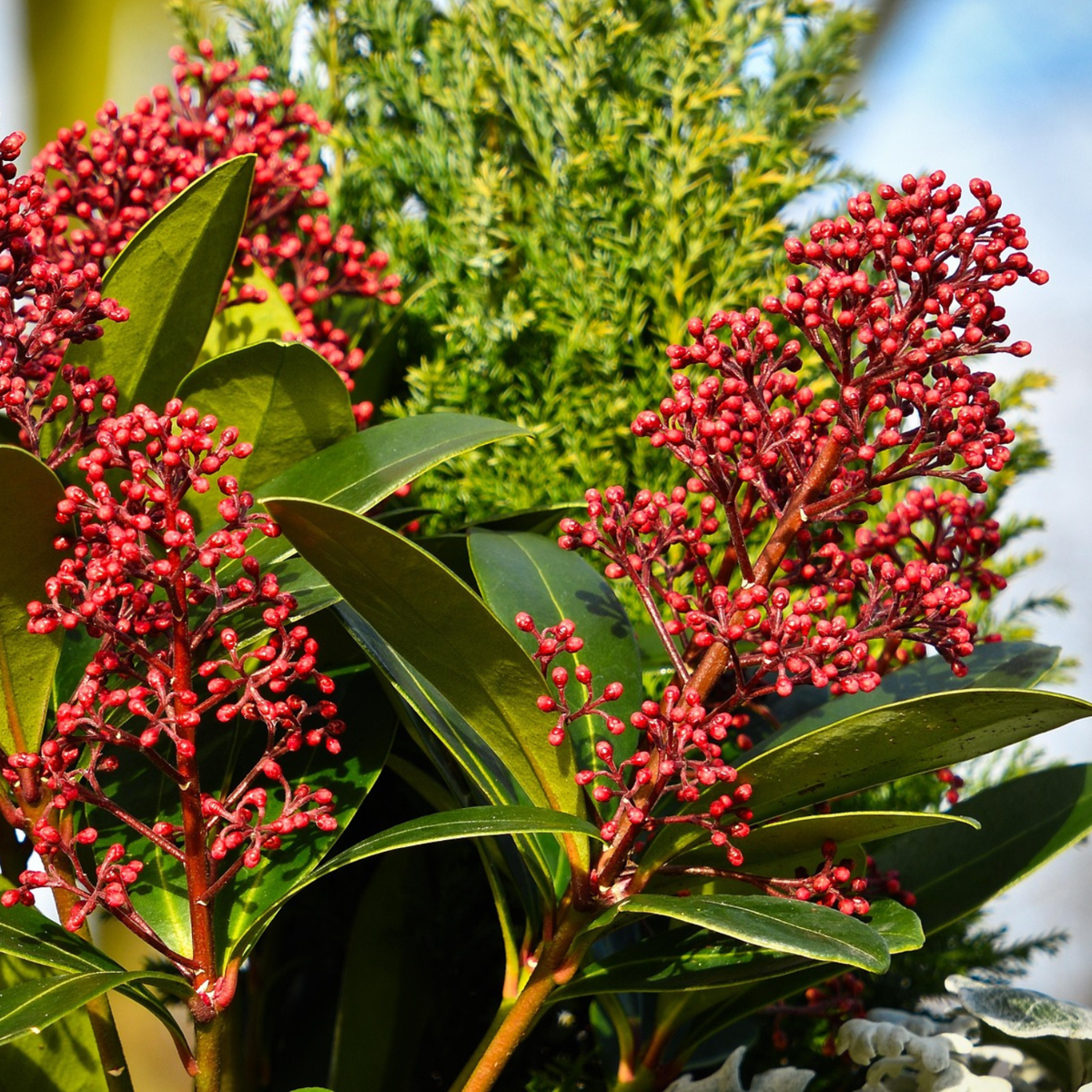 Japanese skimmia - 4 pcs. - Skimmia japonica 'Rubella' - Height 35-45cm - ⌀15cm