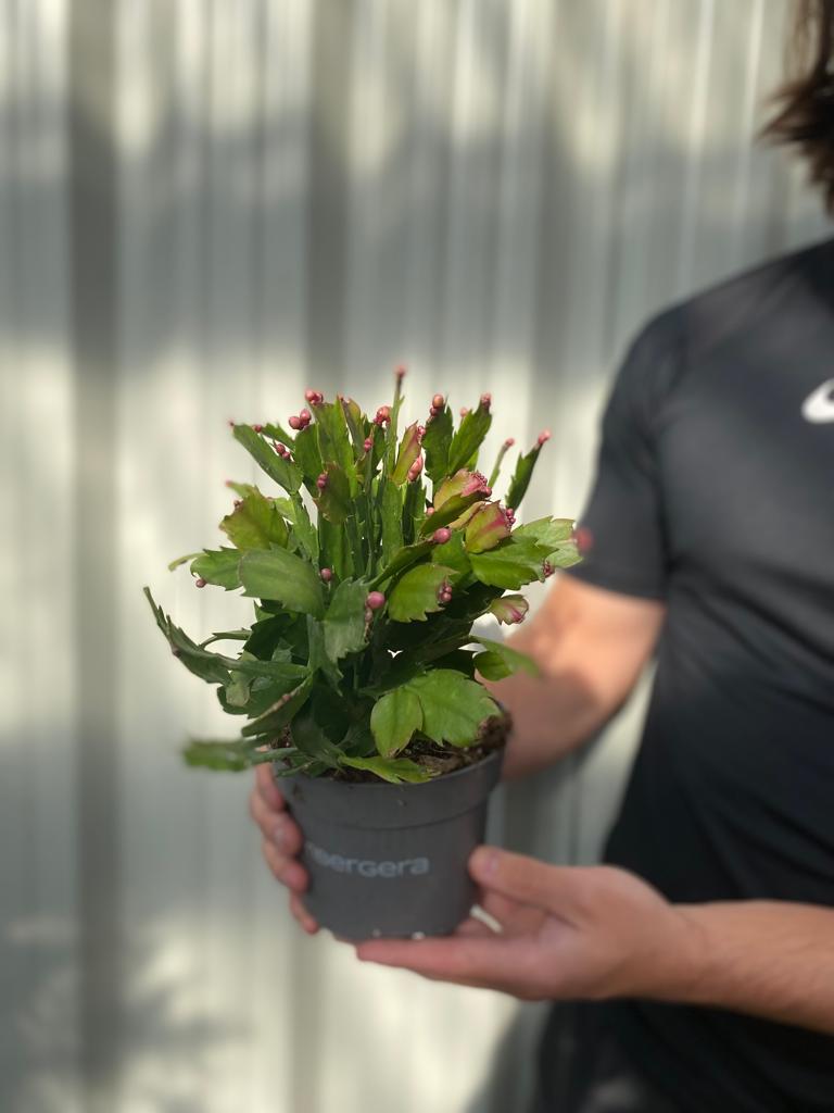 Christmas Cactus (Schlumbergera bridgesii)