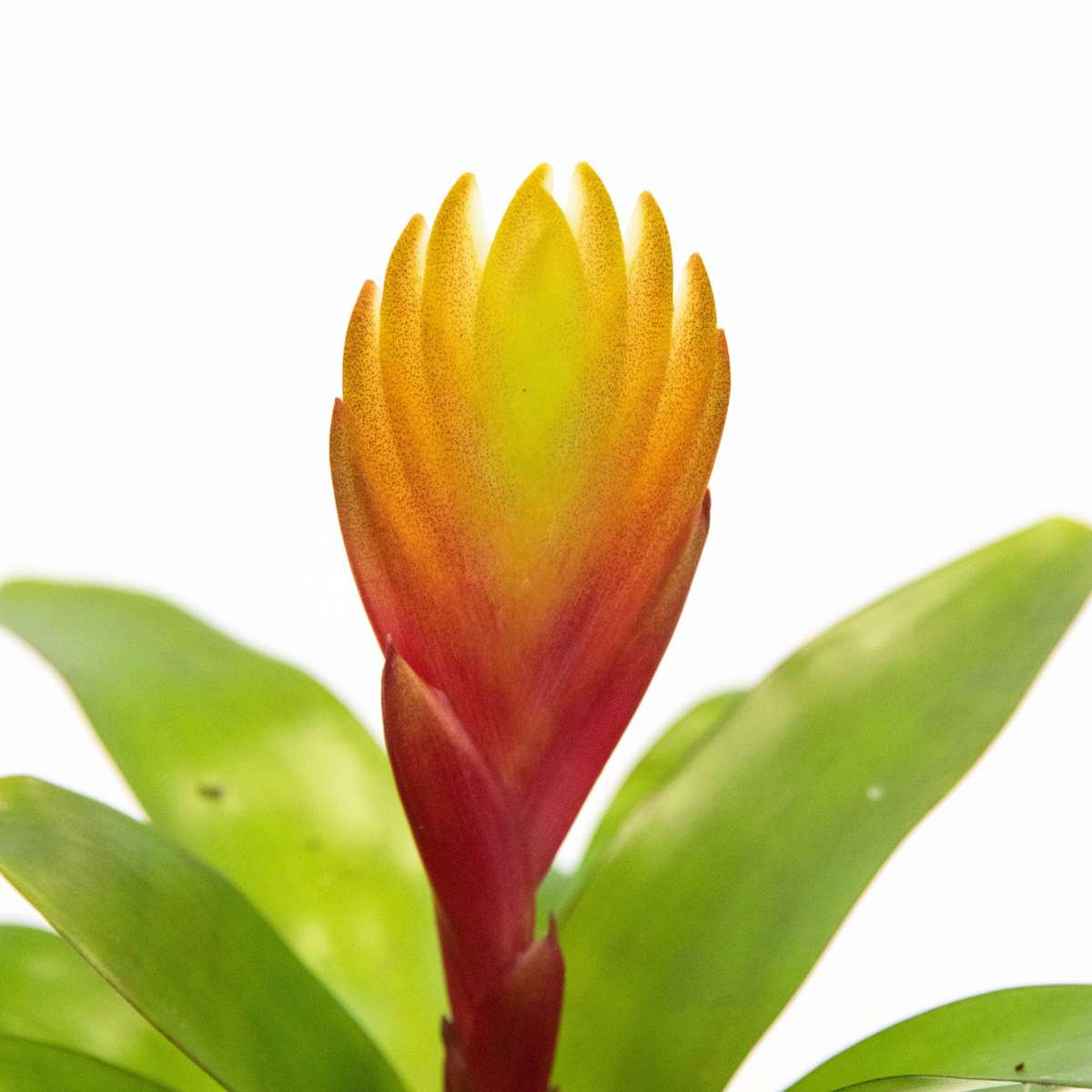 Flaming Sword - Set of 3 - Tillandsia Vriesea 'Dorado' - Height 15-25cm - ø7cm