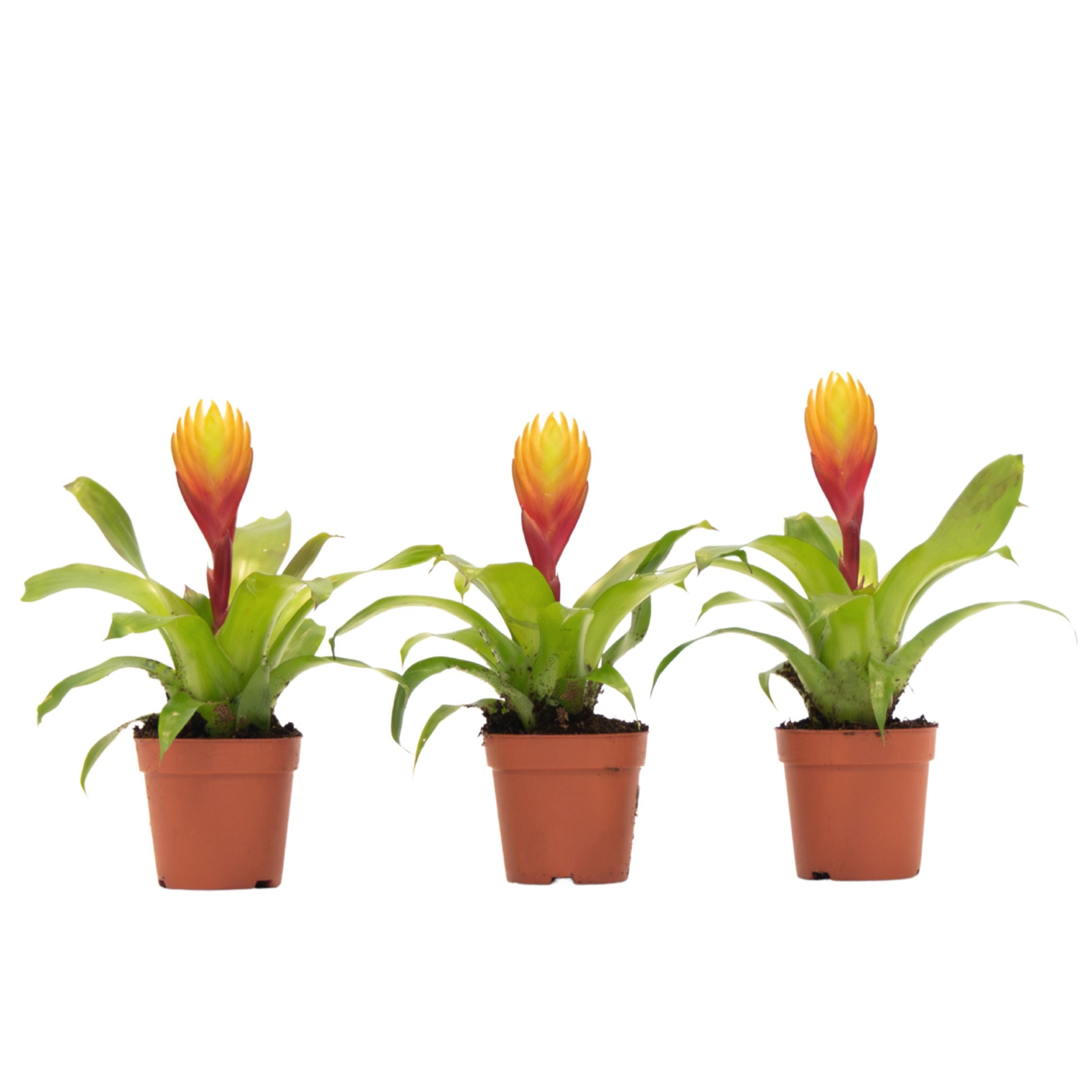 Flaming Sword - Set of 3 - Tillandsia Vriesea 'Dorado' - Height 15-25cm - ø7cm