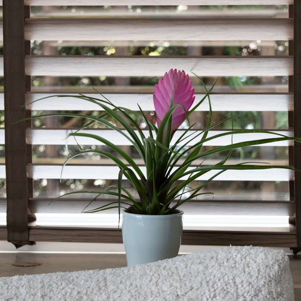 Tillandsia cyanea ‘Pastel’ - Set of 3 with pot - Height 20-30cm - ø7cm