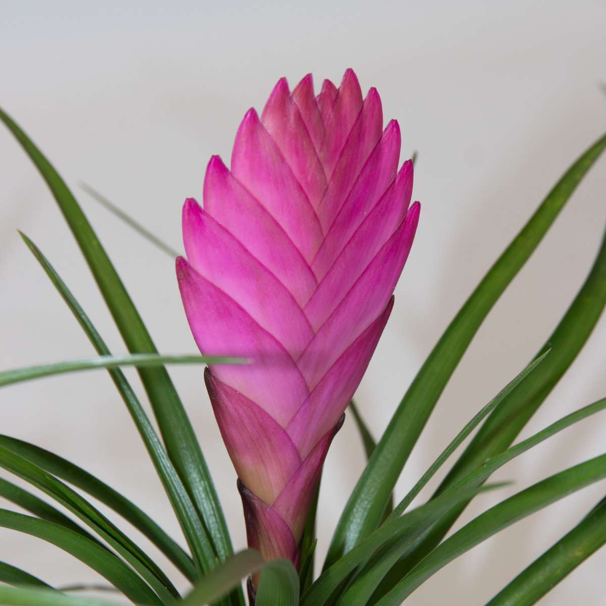 Tillandsia cyanea ‘Pastel’ - Set of 3 with pot - Height 20-30cm - ø7cm