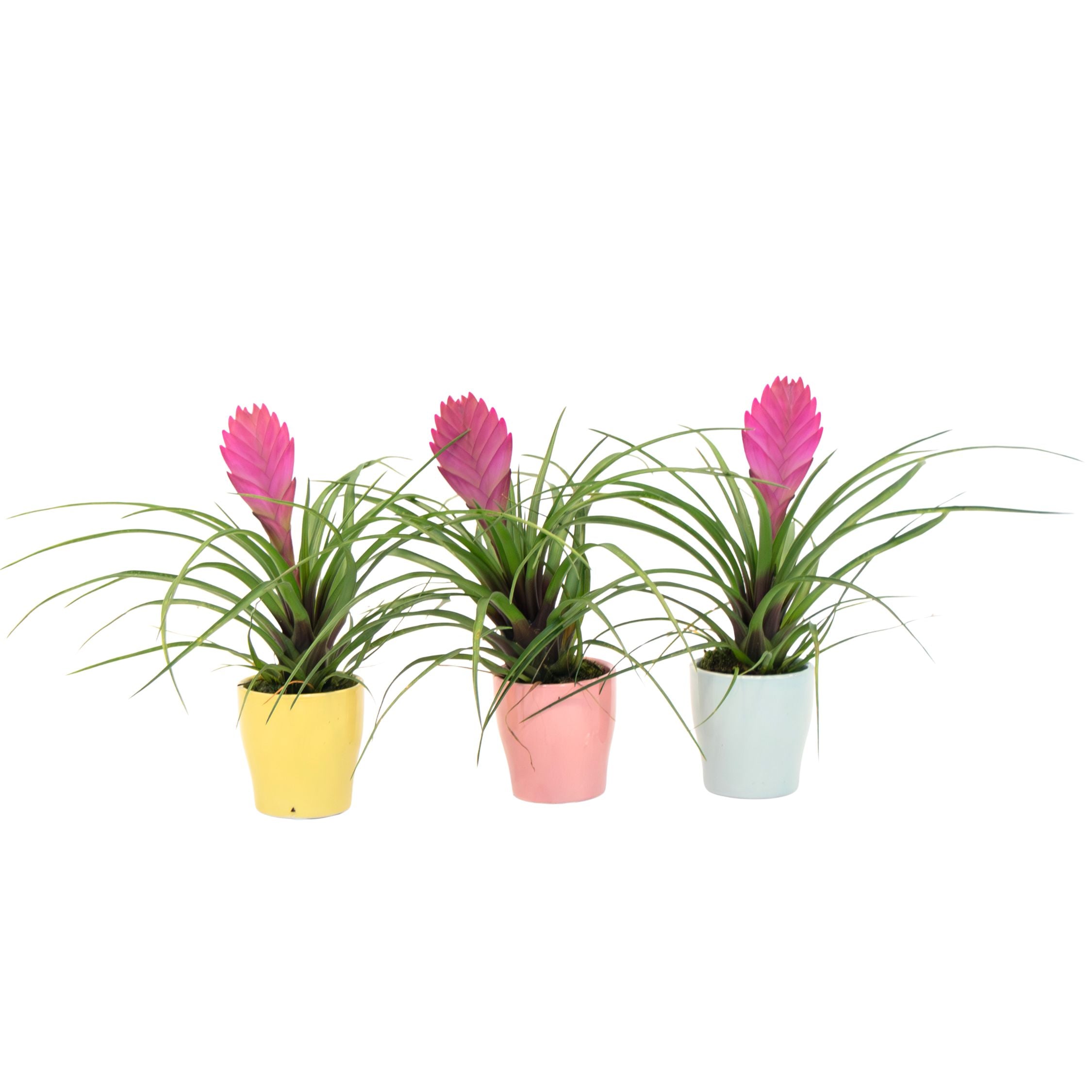 Tillandsia cyanea ‘Pastel’ - Set of 3 with pot - Height 20-30cm - ø7cm
