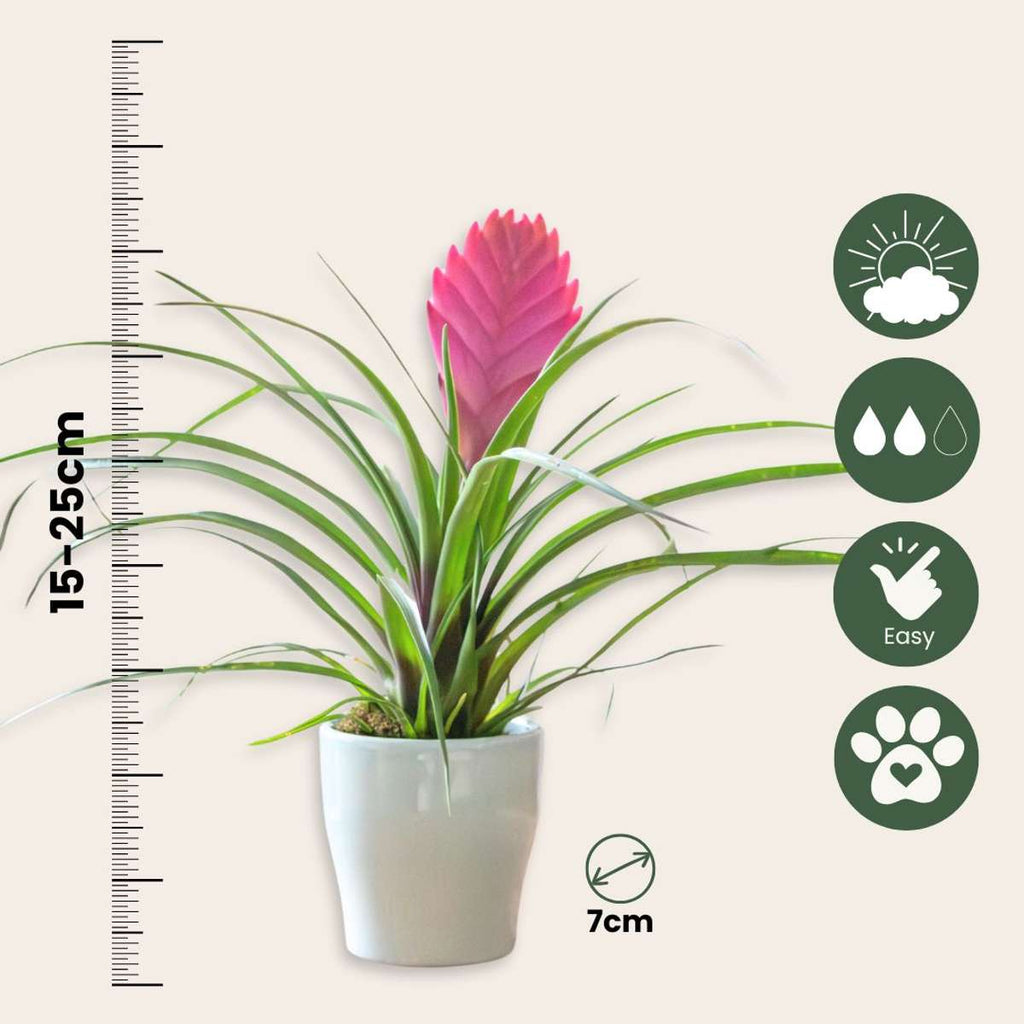 Tillandsia cyanea ‘Pastel’ - Set of 3 with pot - Height 20-30cm - ø7cm