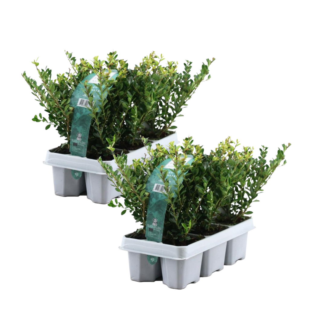 Japanese holly - 12 pcs. - Ilex crenata 'Jenny' - Height 10-20cm - ⌀9cm