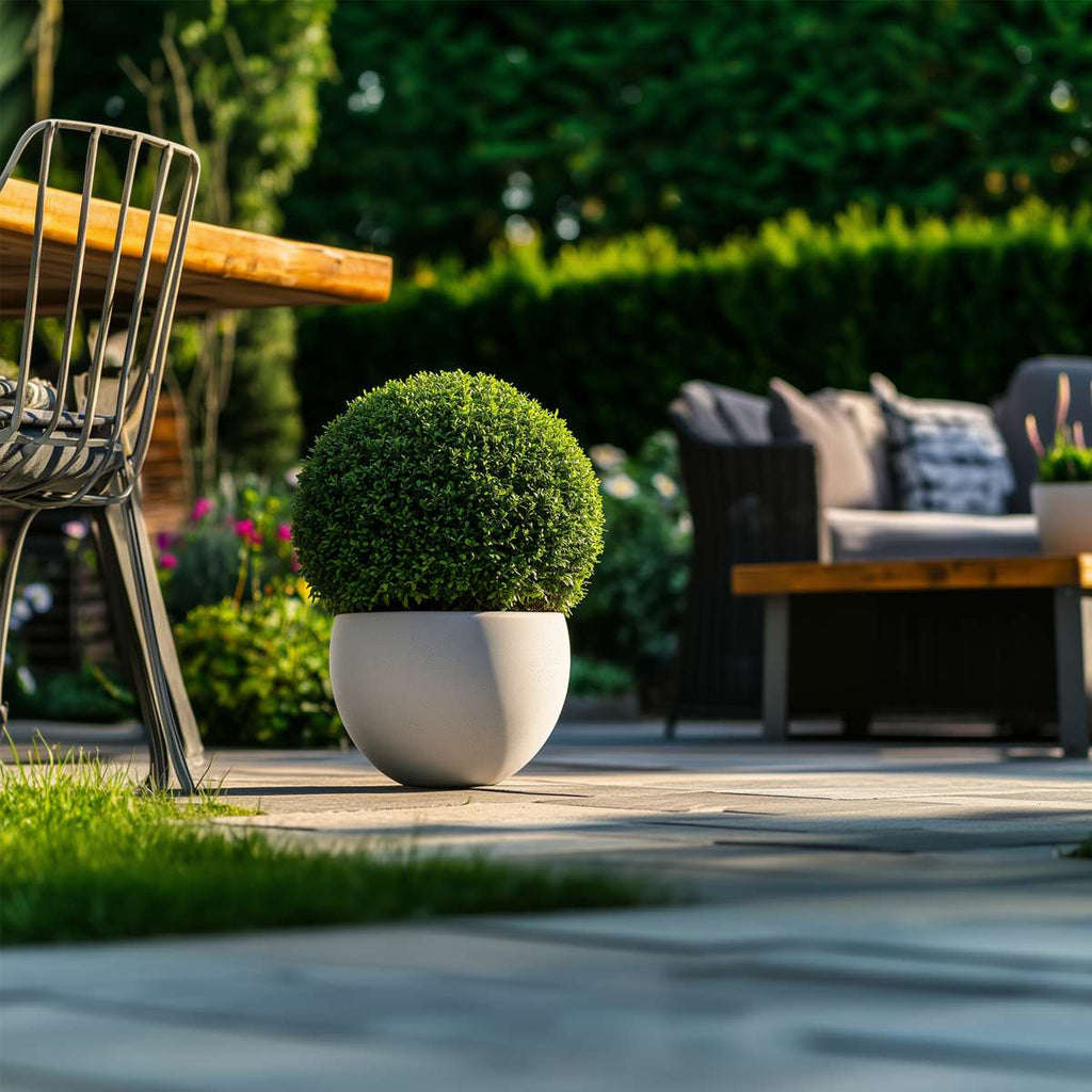 Japanese holly - 2 pcs. Ilex crenata 'Jenny' - Height 30-40cm - ⌀17cm