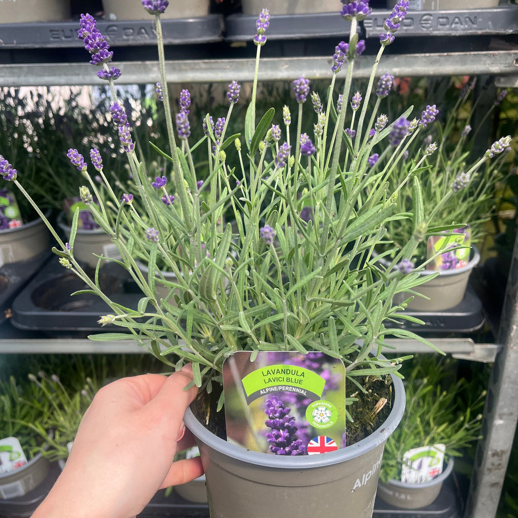 Lavandula angustifolia 'Lavici Blue' 1.5L