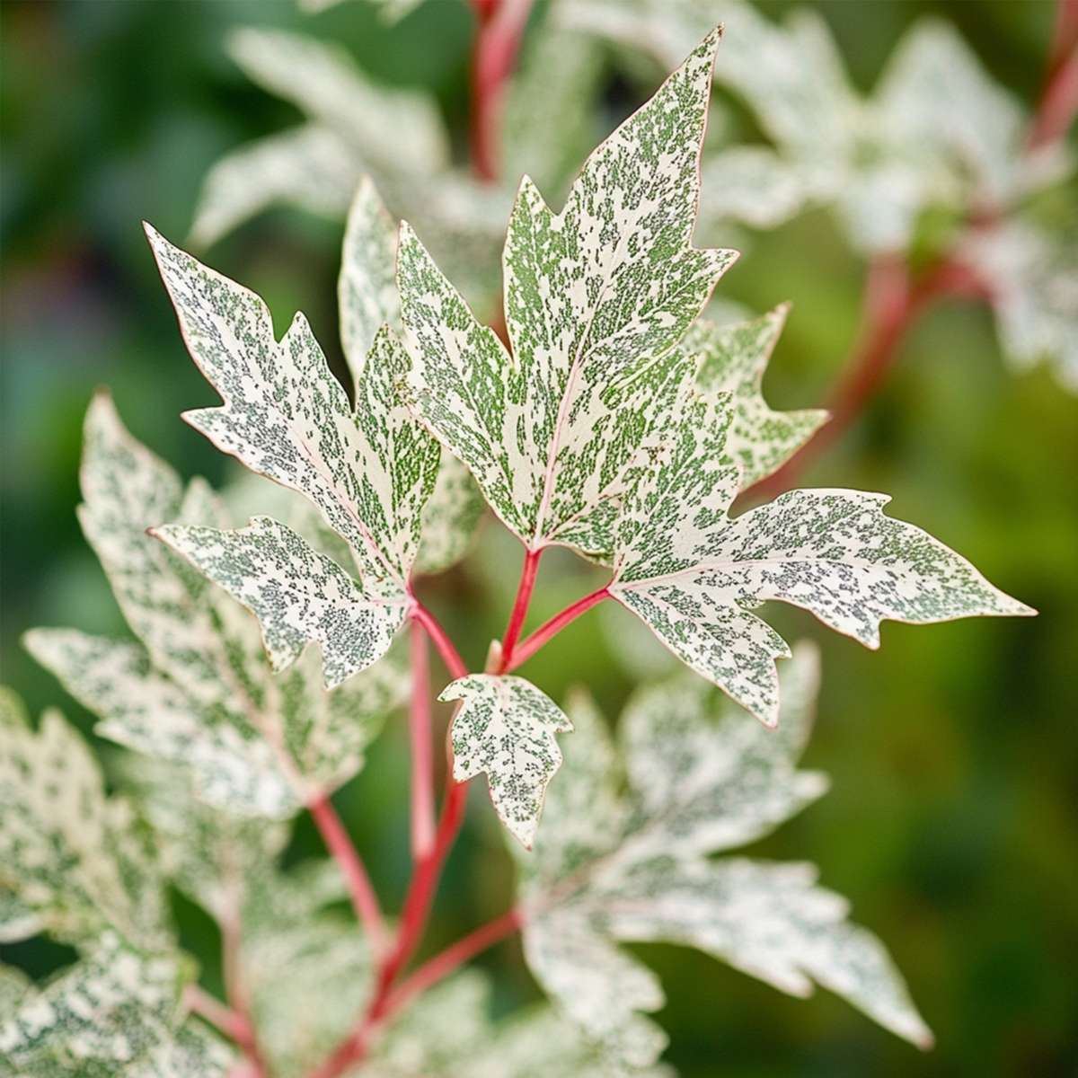 Japanese maple - Acer palmatum 'Ukigumo' - Height 50-60cm - ⌀19cm