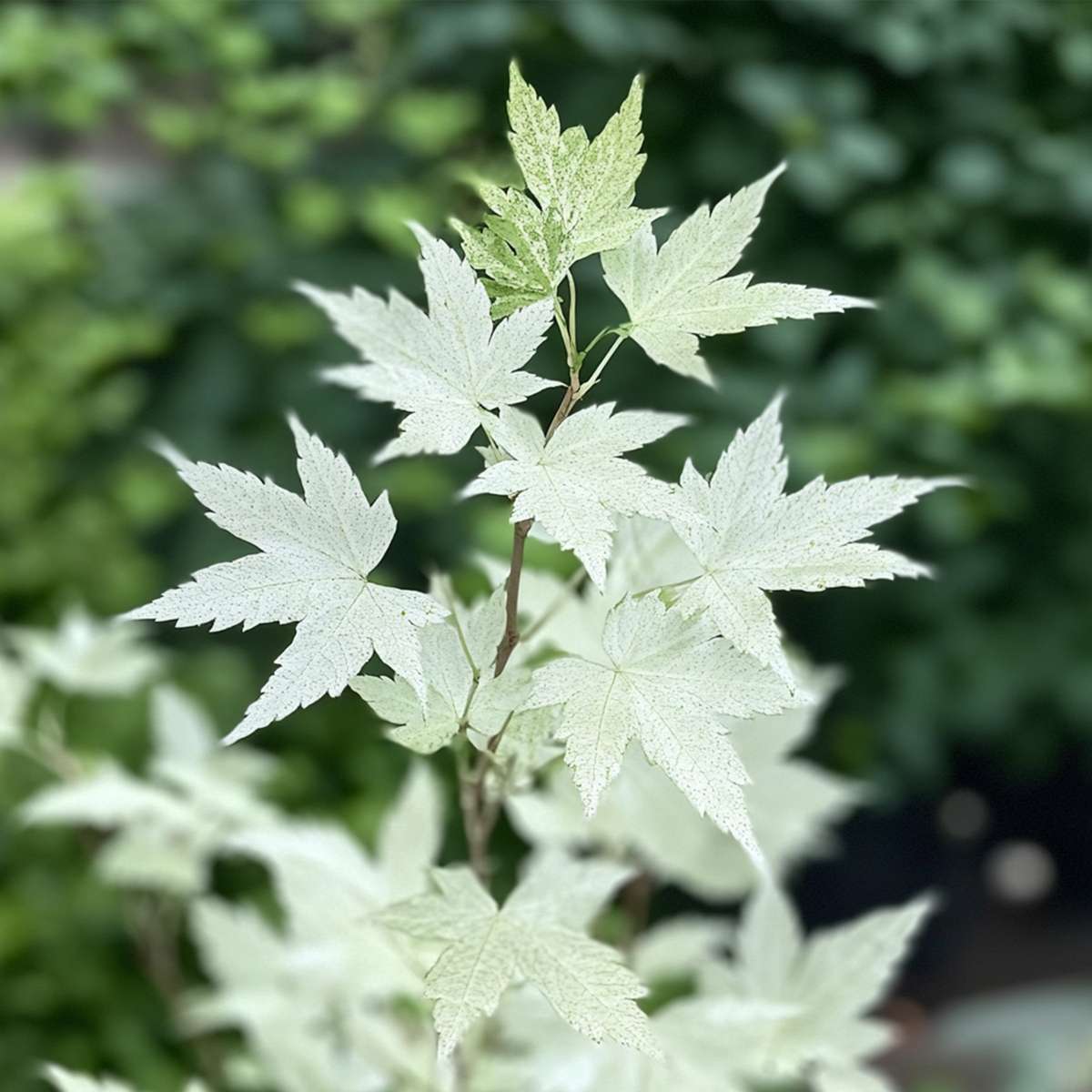 Japanese maple - Acer palmatum 'Ukigumo' - Height 50-60cm - ⌀19cm