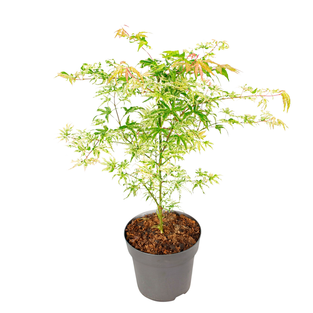 Japanese maple - Acer palmatum 'Ukigumo' - Height 50-60cm - ⌀19cm