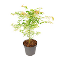Japanese maple - Acer palmatum 'Ukigumo' - Height 50-60cm - ⌀19cm