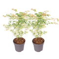 Japanese maple - 2 pcs. - Acer palmatum 'Ukigumo' - Height 50-60cm - ⌀19cm