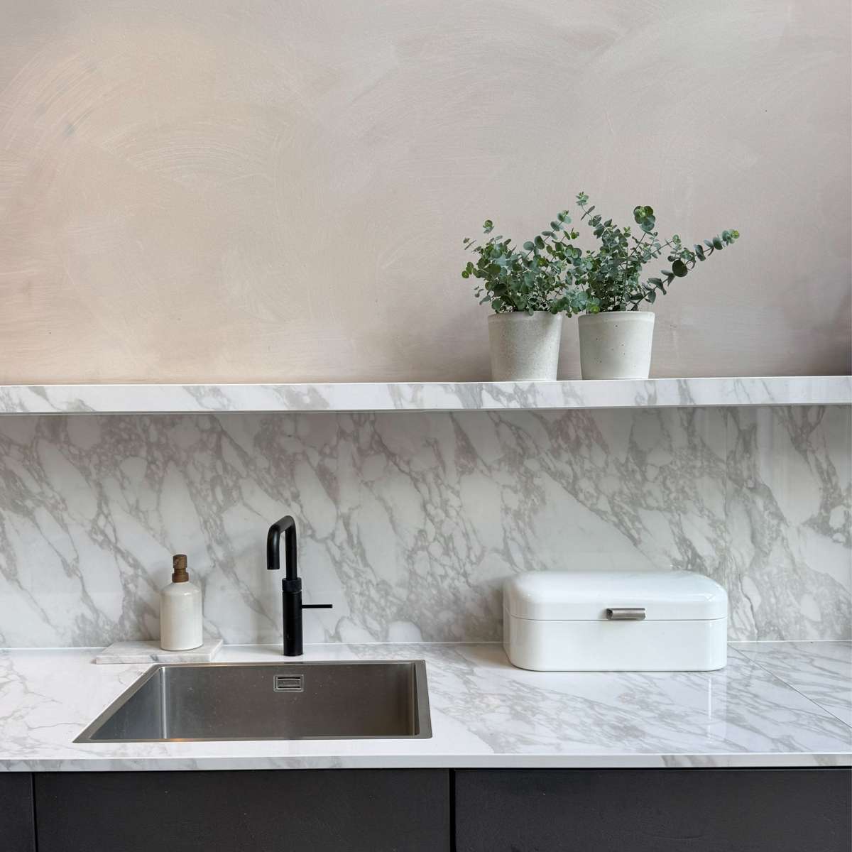 Gum bush - 4 pcs. - Eucalyptus 'Pulverulenta' - Height 25-40cm - ⌀12cm