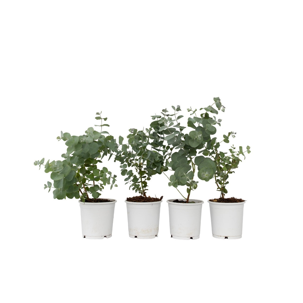 Gum bush - 4 pcs. - Eucalyptus 'Pulverulenta' - Height 25-40cm - ⌀12cm
