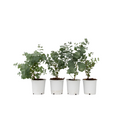 Gum bush - 6 pcs. - Eucalyptus 'Pulverulenta' - Height 25-40cm - ⌀12cm