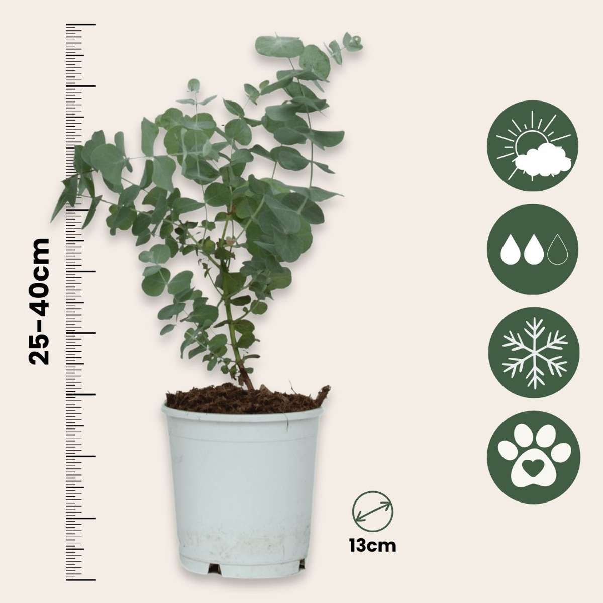 Gum bush - 4 pcs. - Eucalyptus 'Pulverulenta' - Height 25-40cm - ⌀12cm