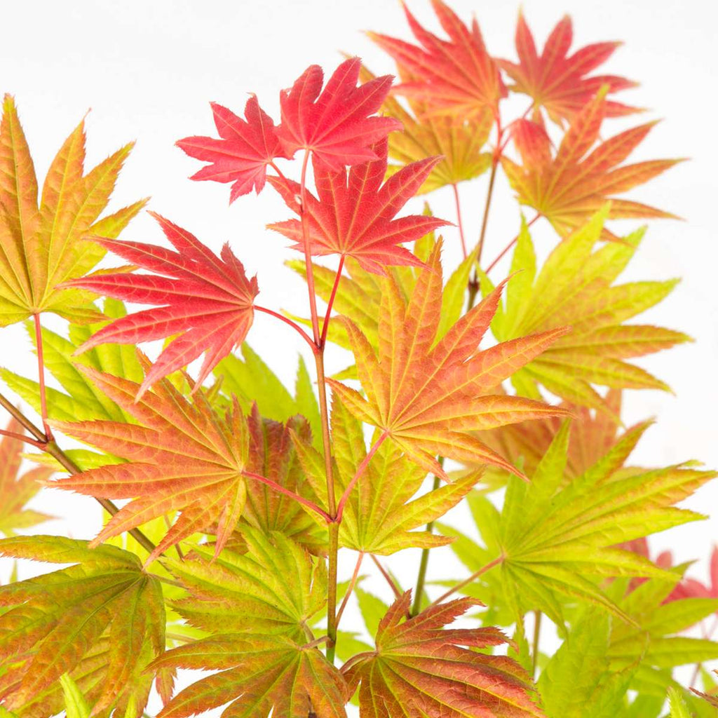Japanese maple - Acer palmatum 'Moonrise' - Height 80-90cm - ⌀19cm