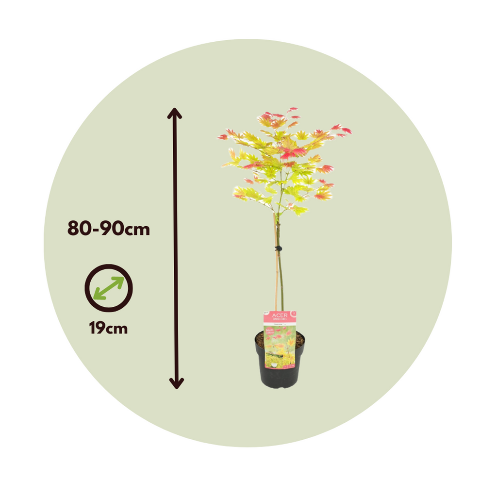 Japanese maple - Acer palmatum 'Moonrise' - Height 80-90cm - ⌀19cm