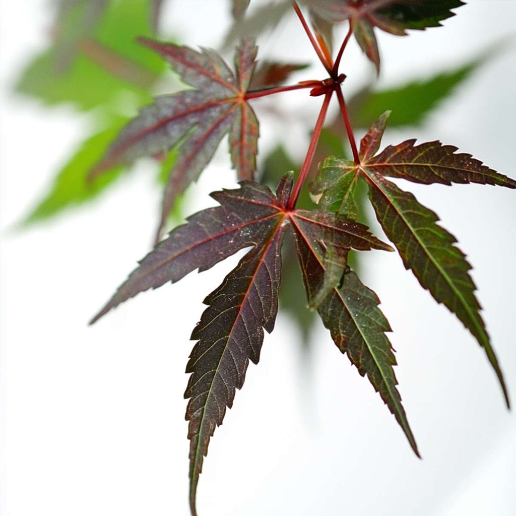 Japanese maple - Acer palmatum 'Starfish' - Height 60-70cm - ⌀19cm