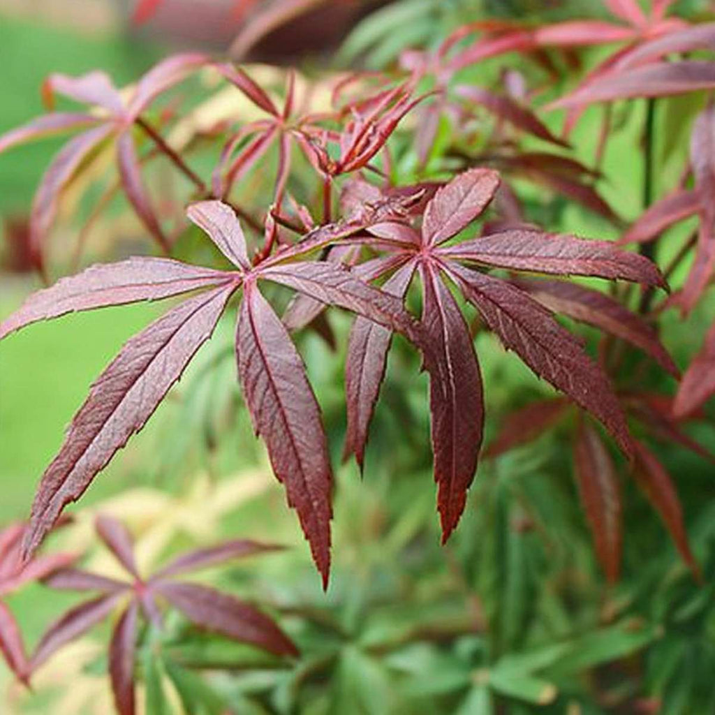 Japanese maple - Acer palmatum 'Starfish' - Height 60-70cm - ⌀19cm